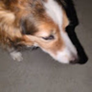 Meet your Posher, Dean